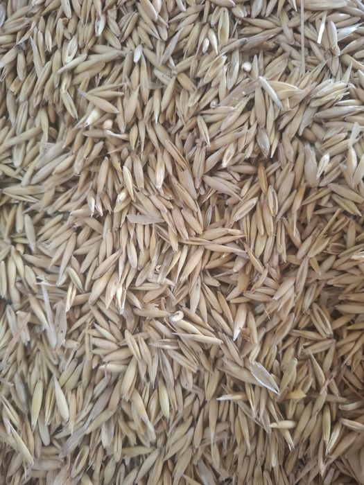 Ovăz de vânzare, ovăs