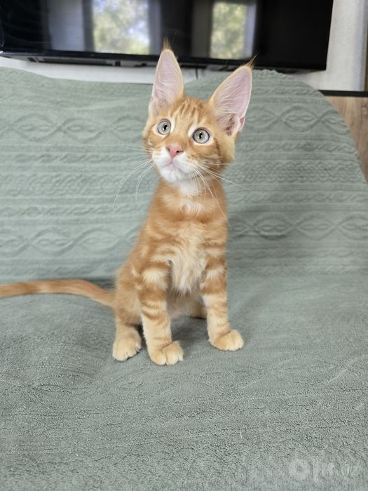 Коттята мейн кун, 2.5 месяца, мальчики и девочки