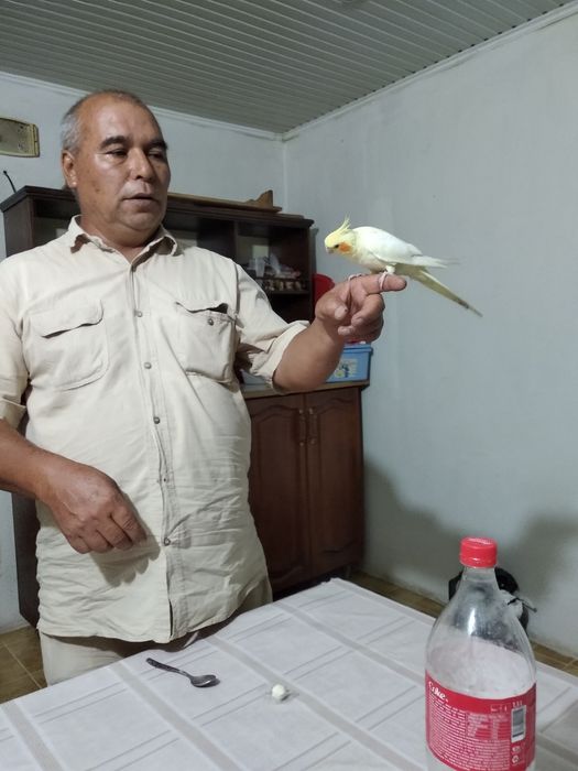 Пенантовая розелла и капелла ручные продаются