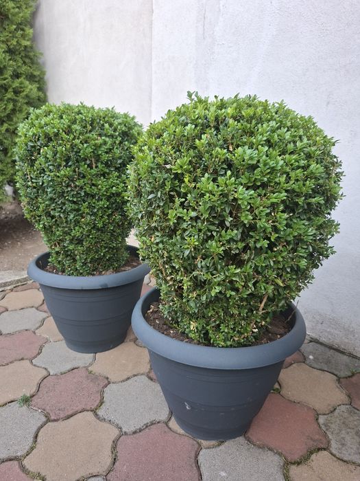 Vand 2 Buxusi   ornamentali  la ghiveci mare