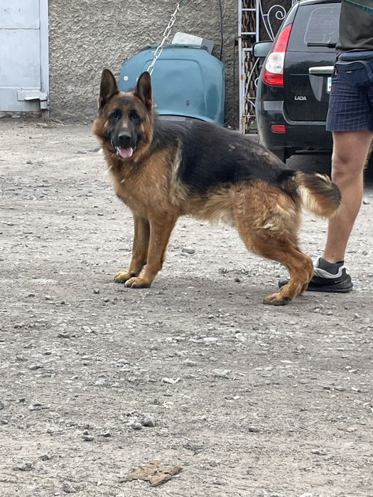 Щенки немецкой овчарки