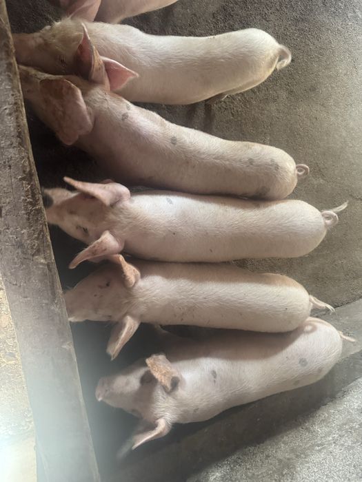 Срочно продам паросят