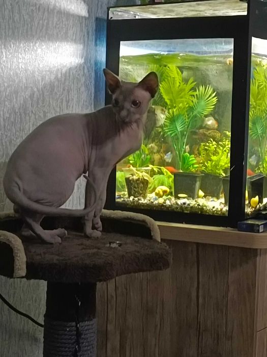 Вязка Канадский сфинкс