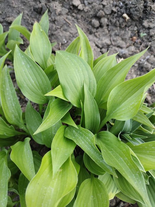 Многолетние цветы