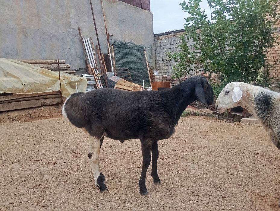 Qochqor sotiladi