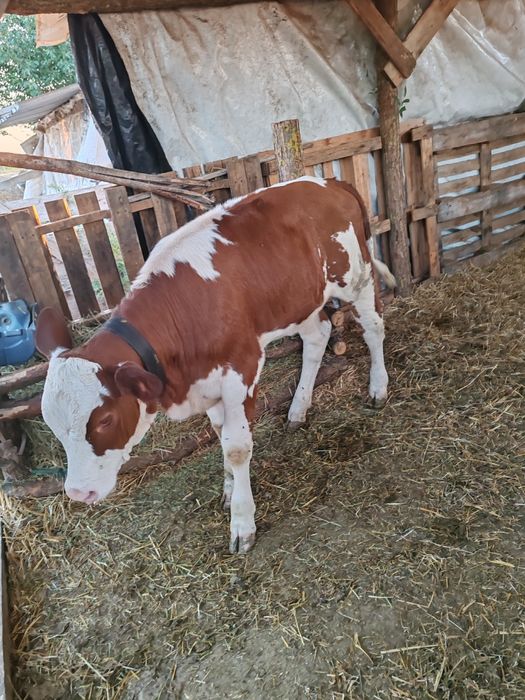 Vând doua vitele una baltata și una belga