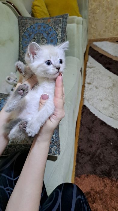Домашние животные