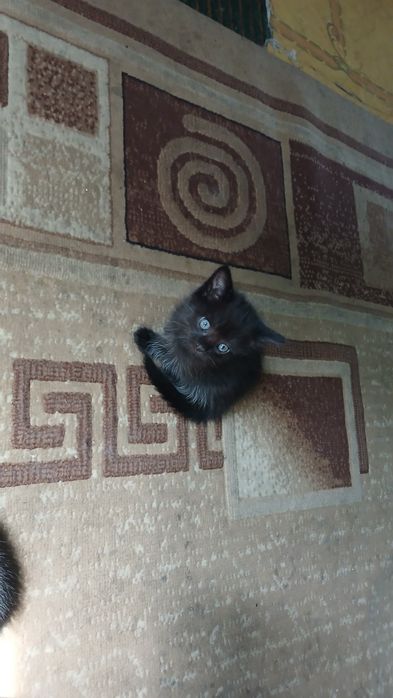 отдам котенка мальчика