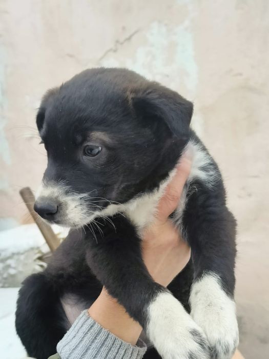 Отдам в добрые руки