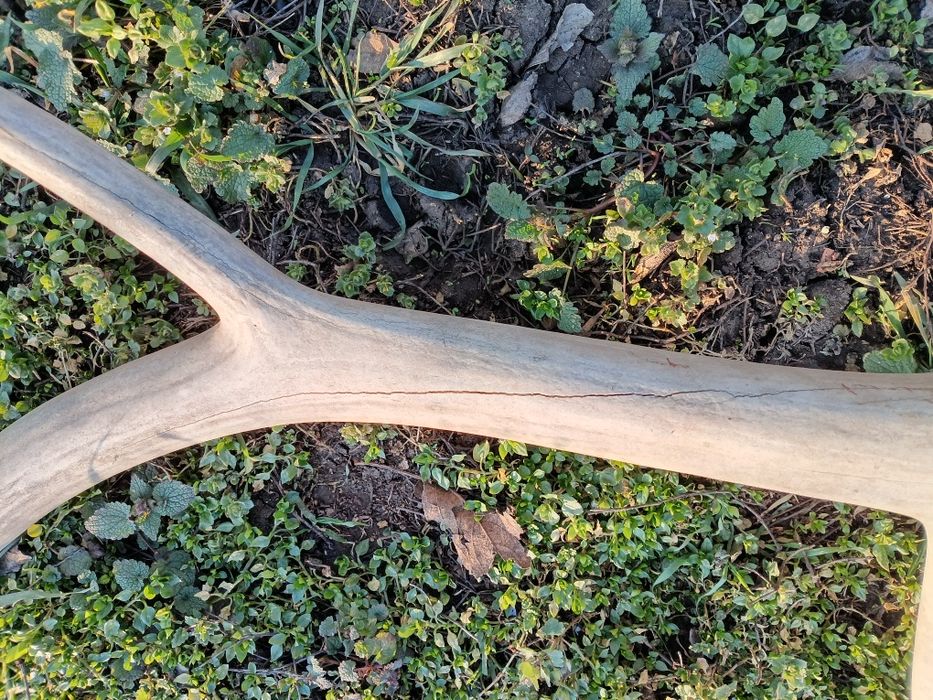 Стари рогa от  елен лопатар,лос и карибу.Трофей.