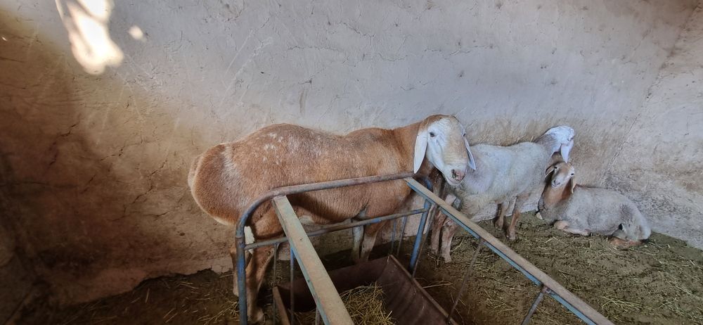 Кошкар арашан продаётся