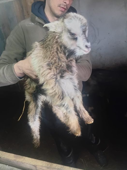 Теке, ешкі, лақ, козел, коза