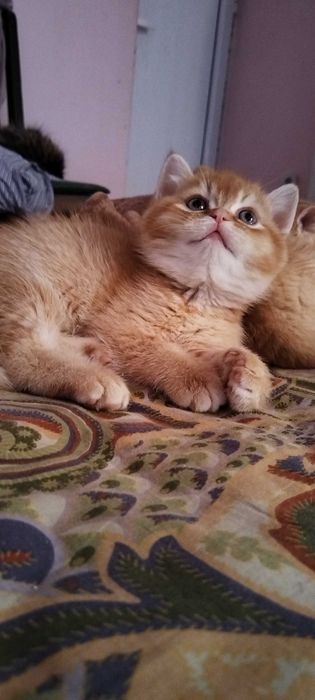Невероятни шотландски котенца