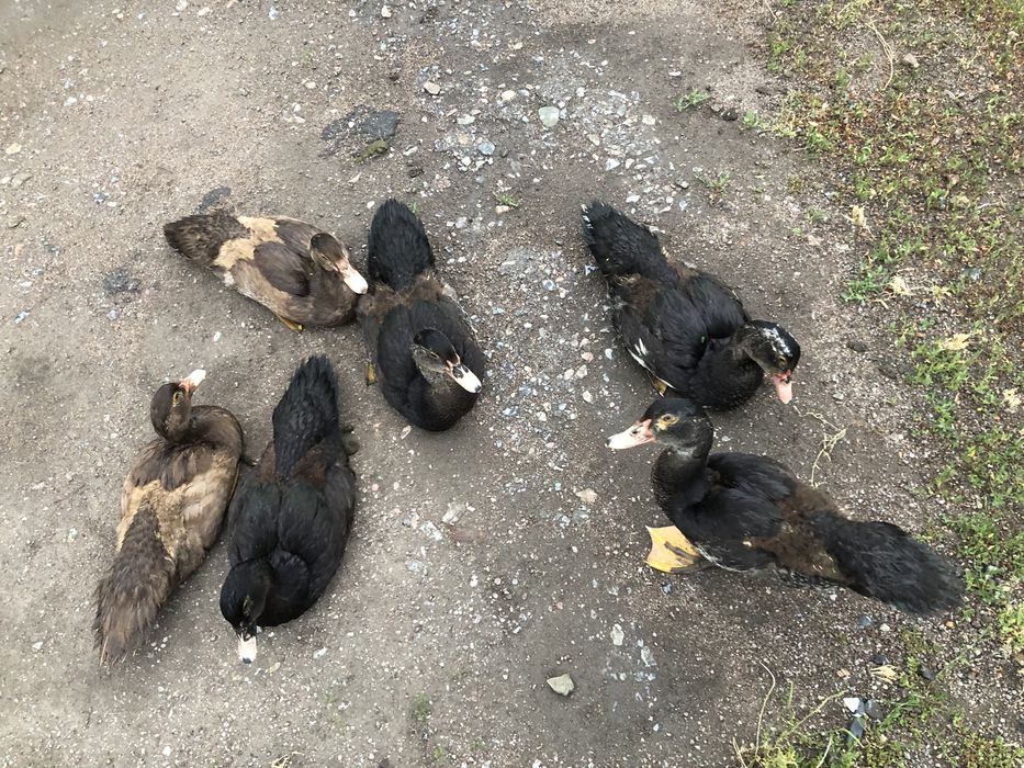 Утки милые и здоровые