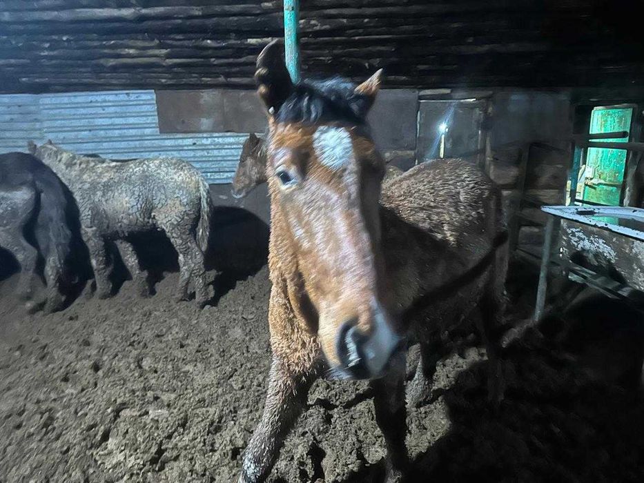 Лошади с откорма 43 голов