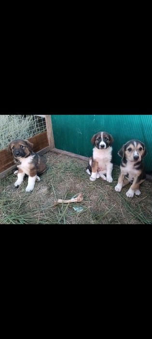 1 ургашы кушик калып тур