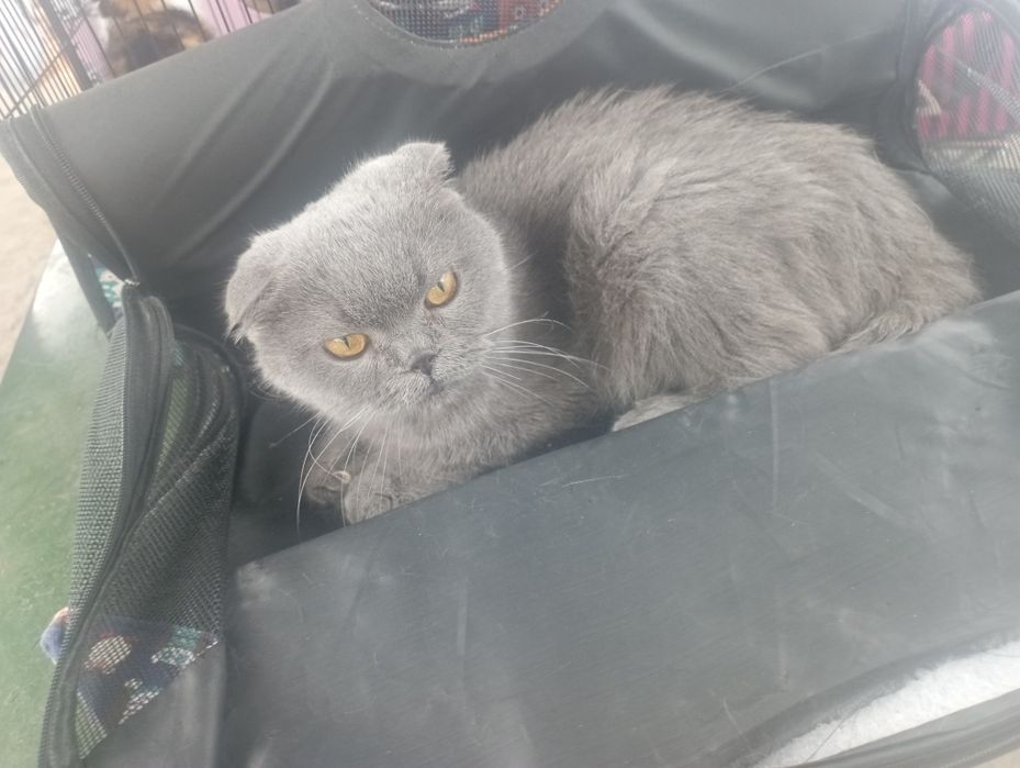 Скотиш фолд девочка