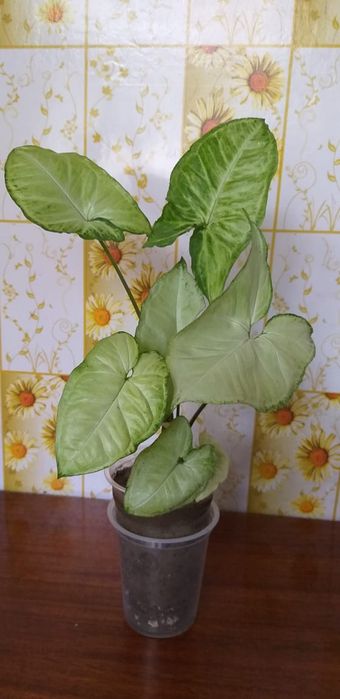 Сингониум,монстера и сансевьера