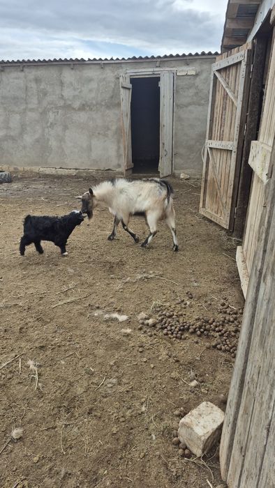 Теке альпи занен обмен сатылады