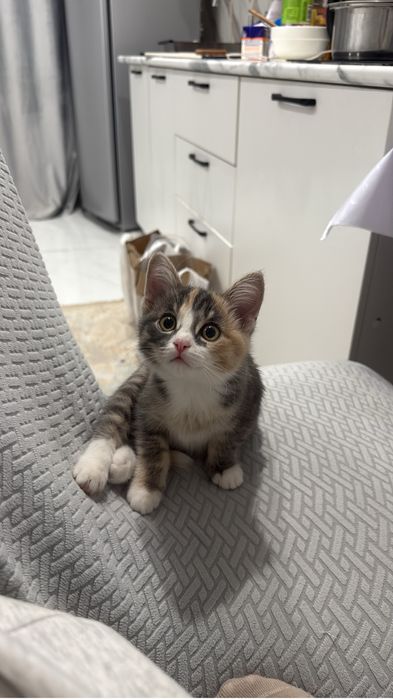 Кошка в хорошие руки