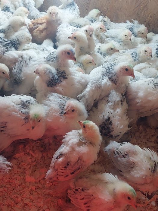 Pui brahma herminat deschis