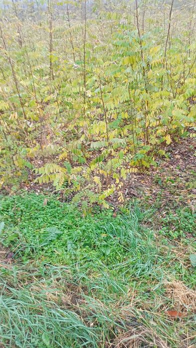 Puieți salcâm frasin fag carpen ulm plop mesteacăn brad molid Tei arin