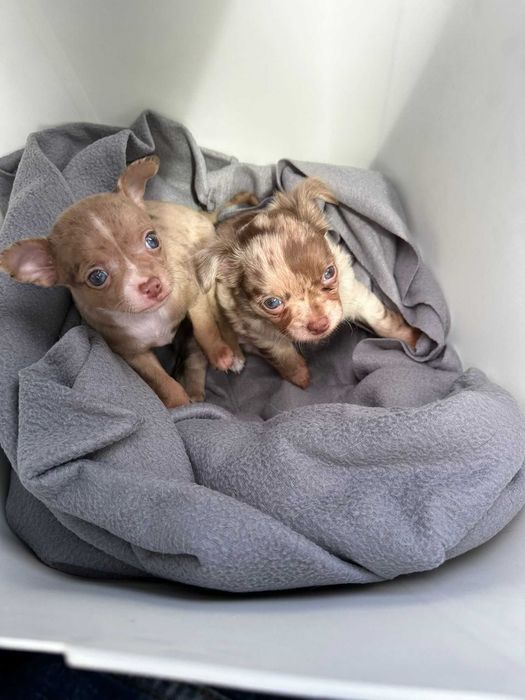 Pui Chihuahua masculi