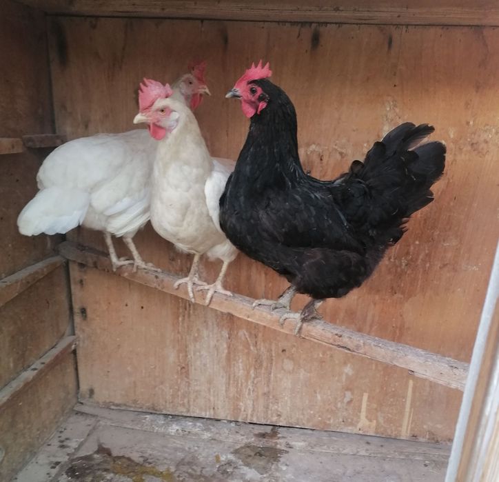 Tovuq va xoroz sotiladi