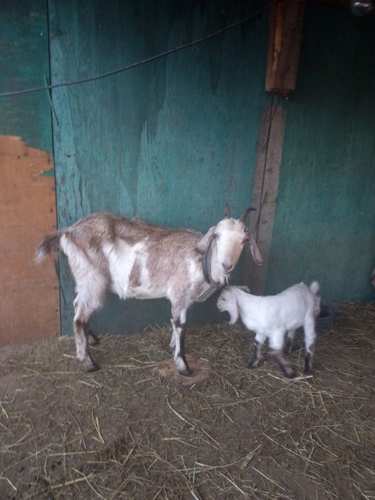 Молочная коза с козленком.