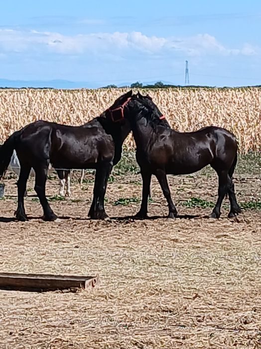 armasar  si iepe frizian / friesian