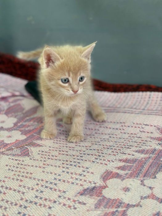 Продаются котята