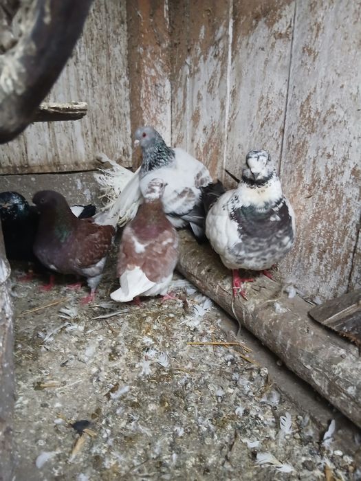 Desființez crescatorie de păsări