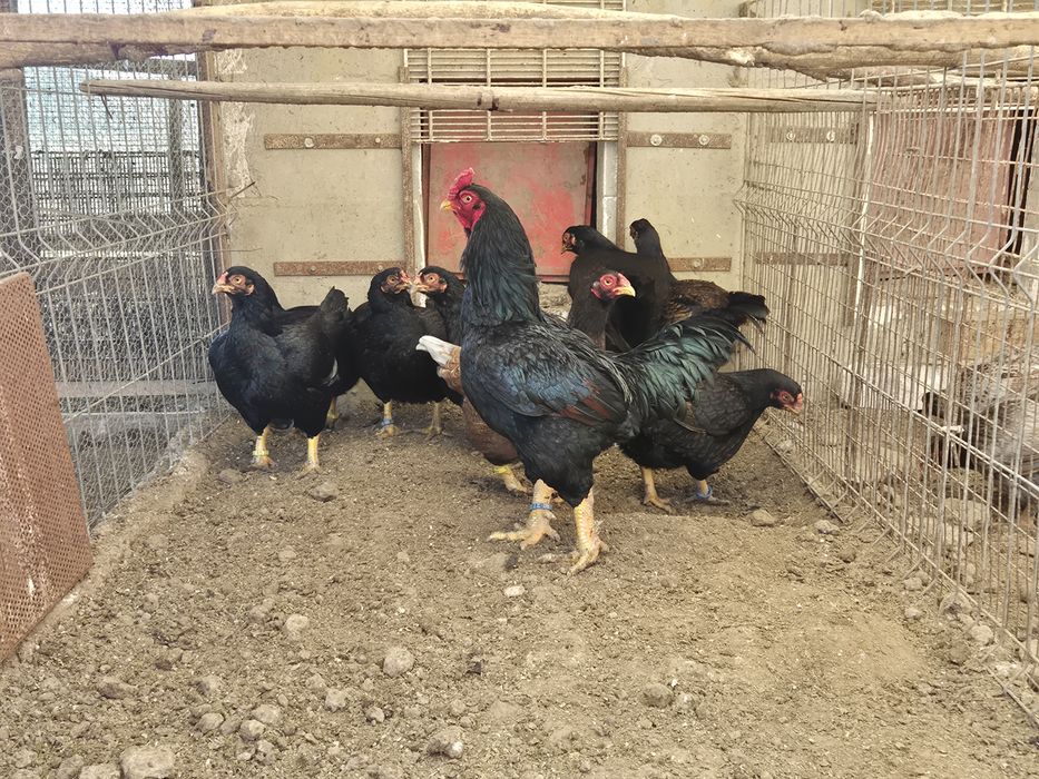 Vând oua ,combatant indian talie mare