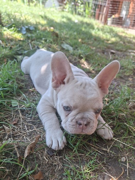 Bulldog francez mascul
