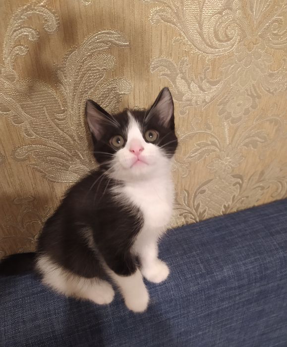 Домашние котята (мальчики)