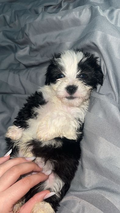 Donez pui cățel bichon