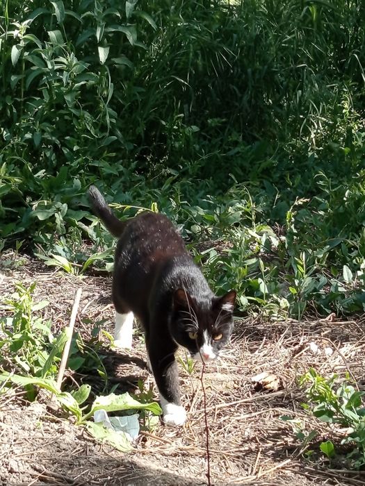 Отдам даром кошек хорошые добрые руки