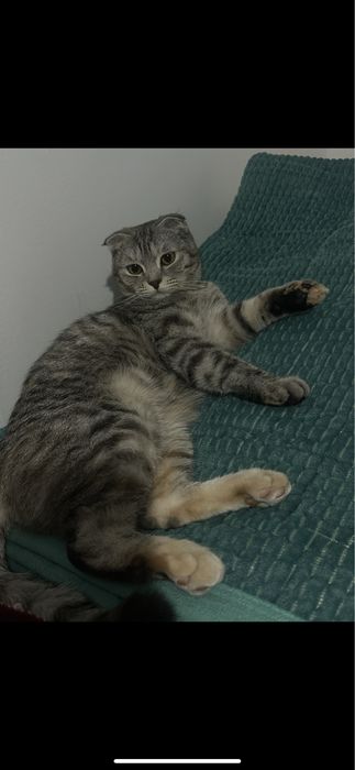 Отдам кошку бесплатно