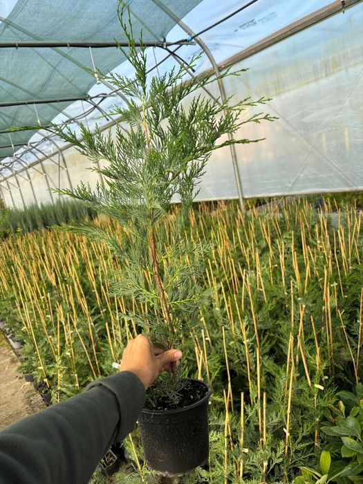 Leylandii la ghiveci pentru gard viu direct din pepiniera