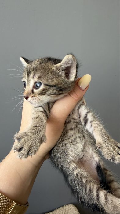 Бесплатно котята
