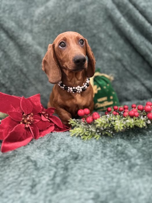 Mascul teckel cu Pedigree Fci