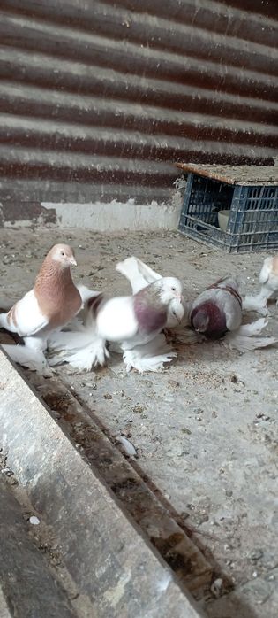 Голуби Племяные распродажа