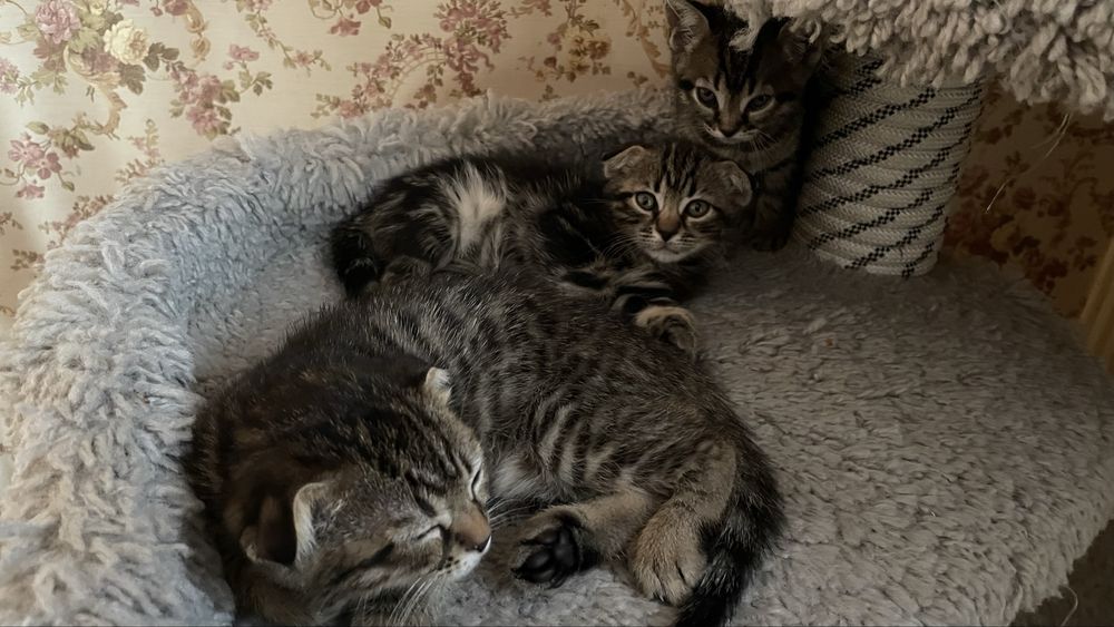 Котята    метисы