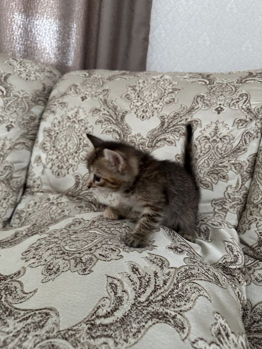 Отдам котенка бесплатно