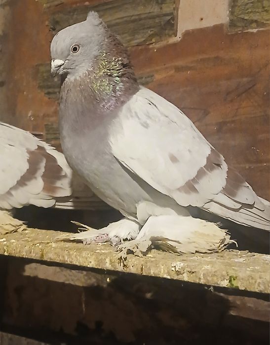 Прадам галубеи .