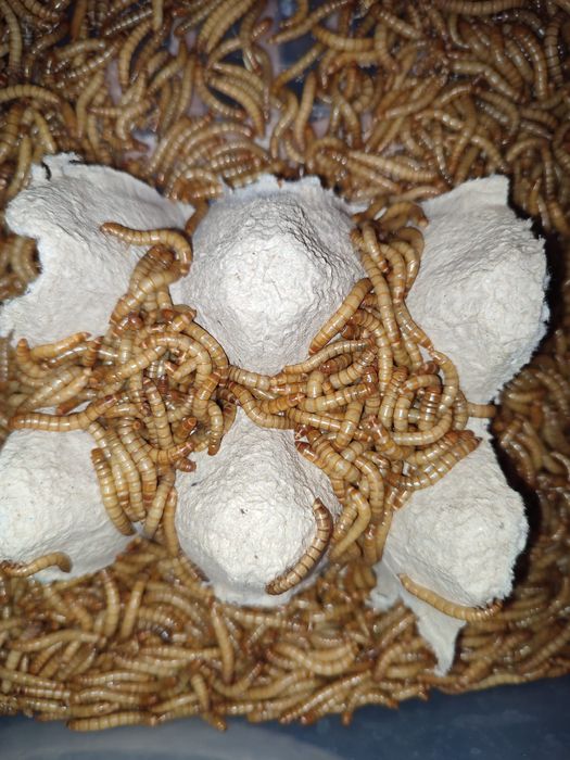 Viermi de făină mealworms 12 lei- 100 gr, hrana vie pentru viețuitoare