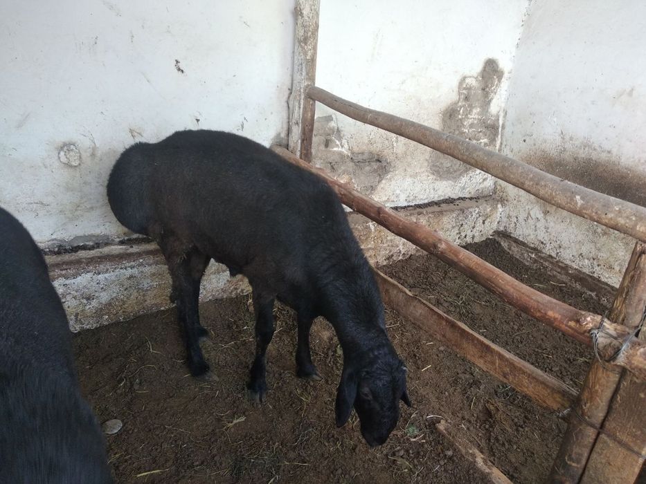 Qo'chqorlar sotiladi