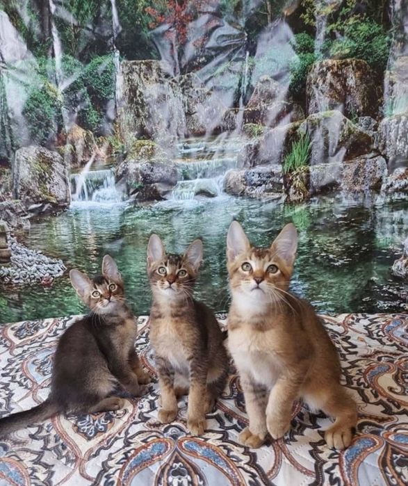 Котятя чаузи милые