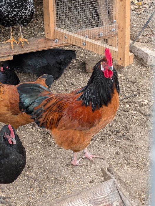 Familie găini de rasa vorverk cocosi combatant uriaș pita pinta