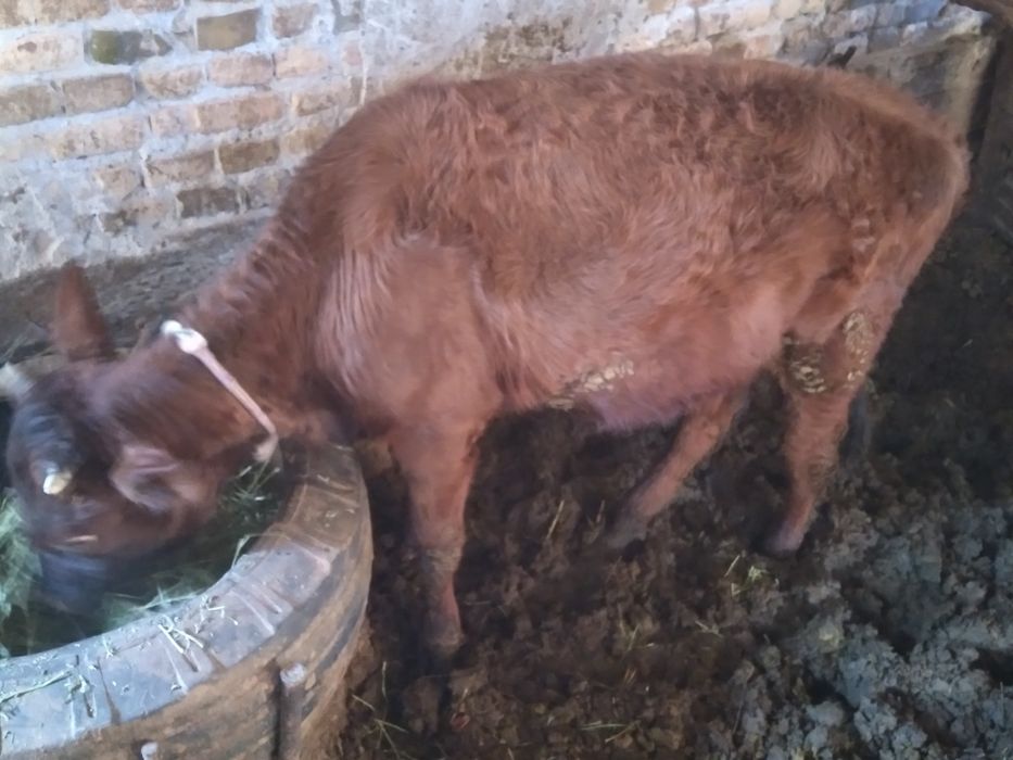 Гунажинчалар Сотилади